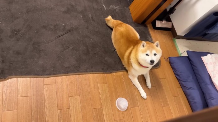 「行っちゃうの…？」