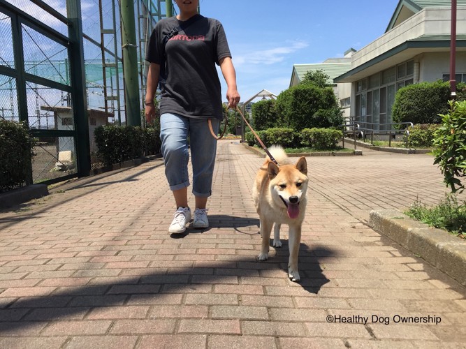 犬の散歩