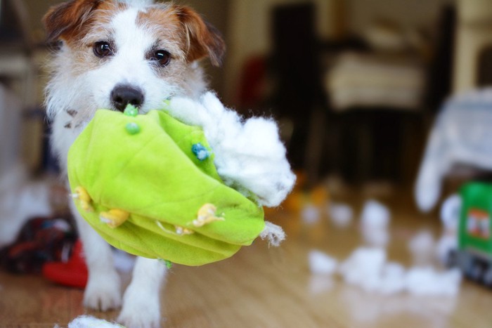 ぬいぐるみの中身を破ってだす犬