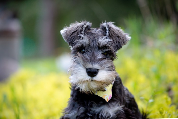 屋外で正面を見つめるミニチュア・シュナウザーの子犬