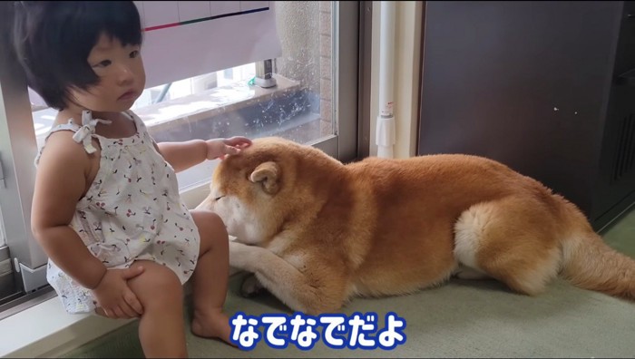 オスの柴犬の頭を撫でる女の子