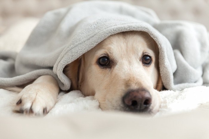 暗闇の犬