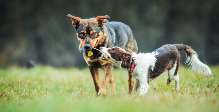 一緒に遊ぶ2匹の犬