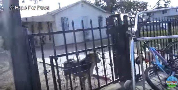 住宅の敷地に入った犬