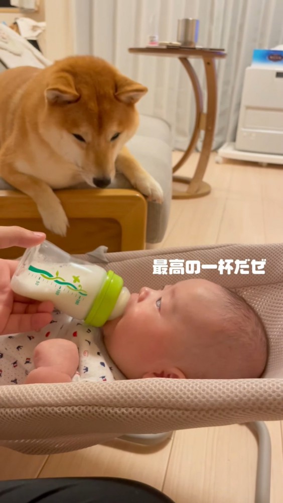 ドヤ顔の赤ちゃんとミルクを見る犬