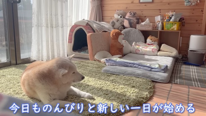 柴犬のさえずりと共に始まる朝