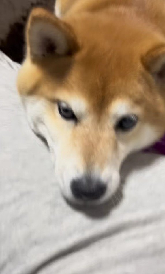アゴを乗せた姿も♡