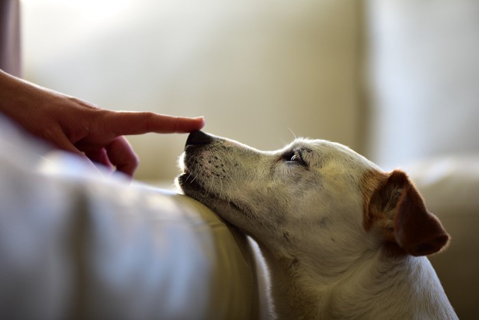 鼻をツンとされている犬