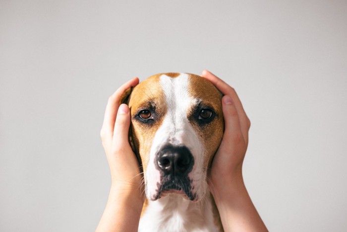 耳をふさがれている犬