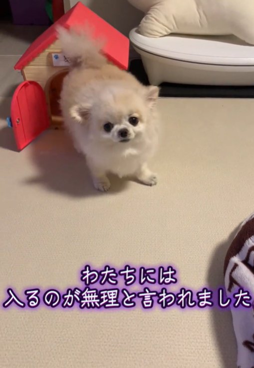 こちらを見る犬2
