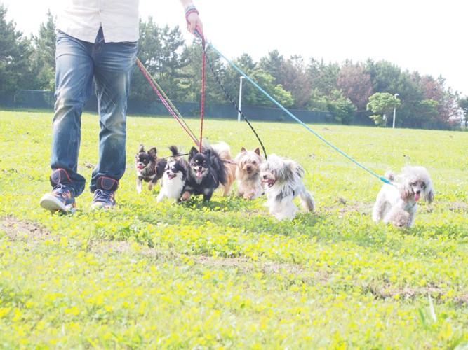 散歩する犬達