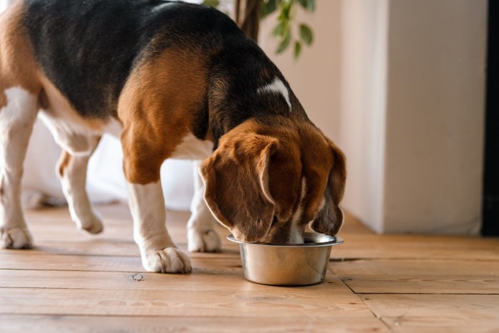 ご飯を食べる犬