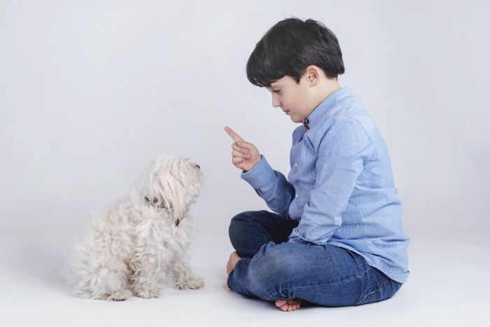 犬のしつけを行う男の子