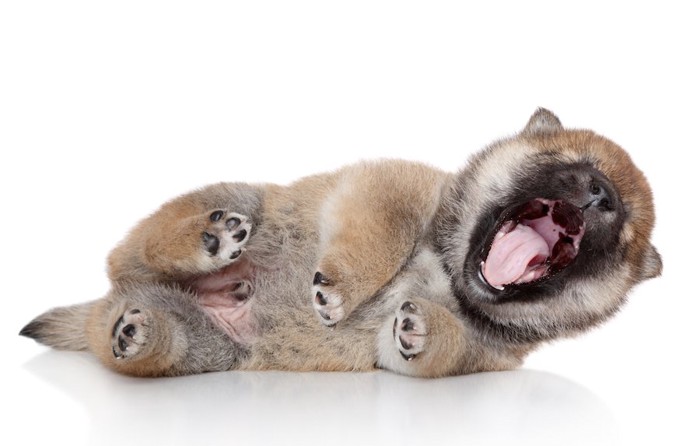 寝転んであくびをする柴犬の子犬