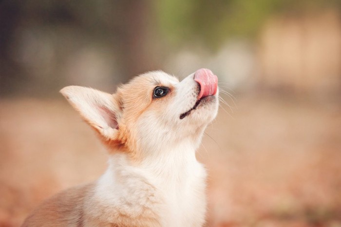 口を舐める犬