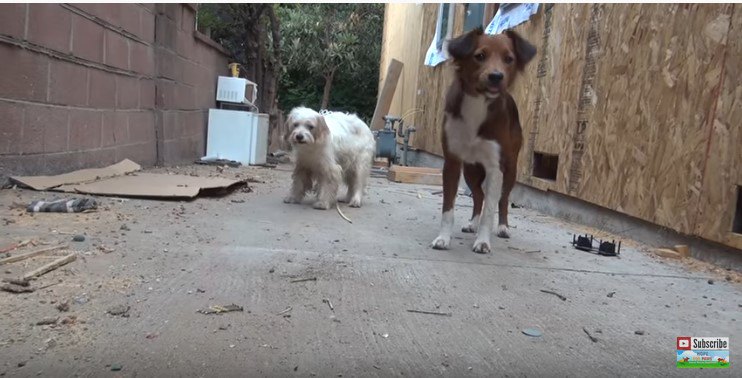 遠くから見つめる犬