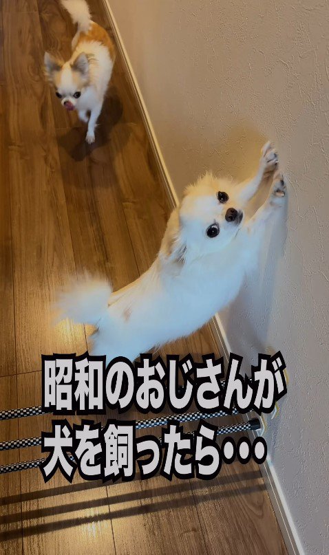 昭和のおじさんがワンコを飼ったら