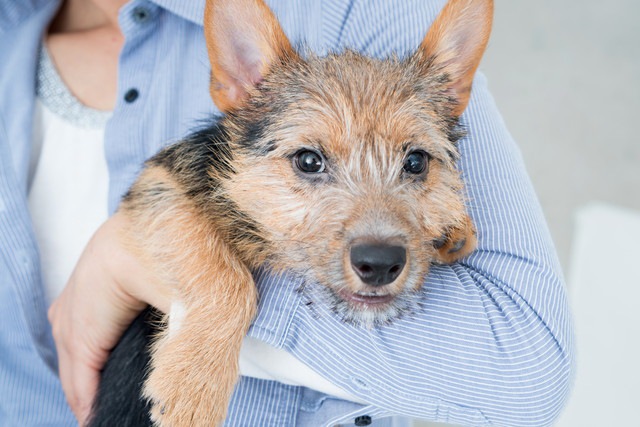 抱っこされている犬