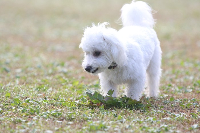 Maltese