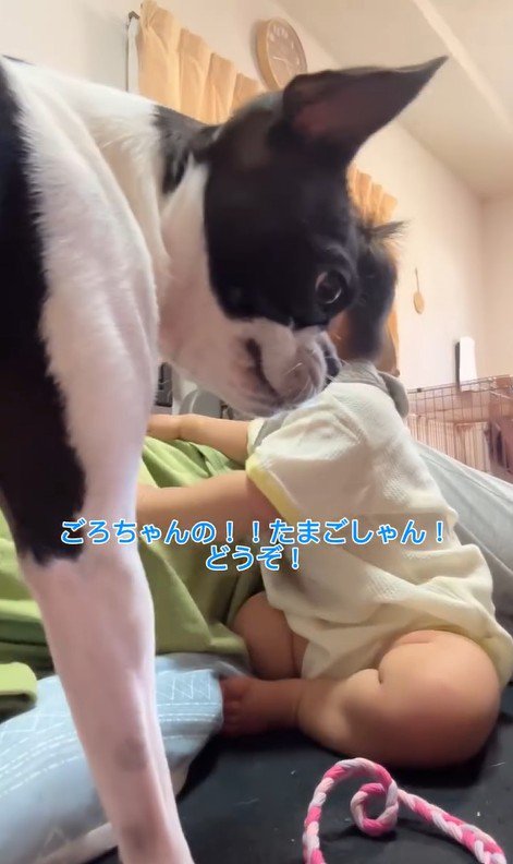 赤ちゃんが泣いた時のごろちゃん5