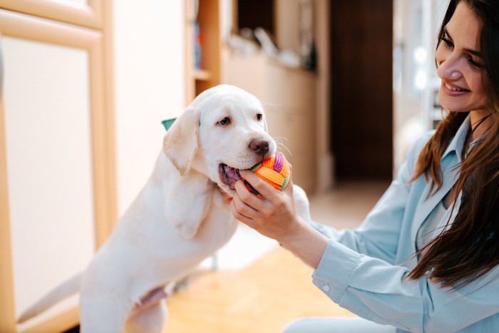 女性とボールで遊ぶ子犬