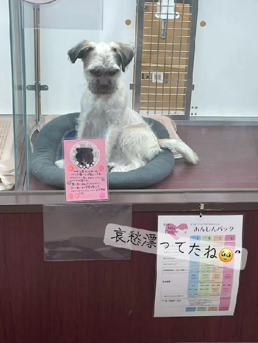 悲し気な表情…