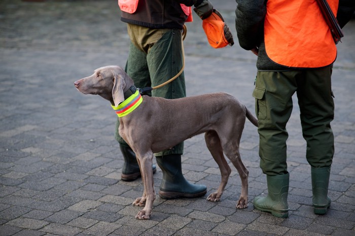 飼い主と一緒にハンティングに向かうワイマラナー