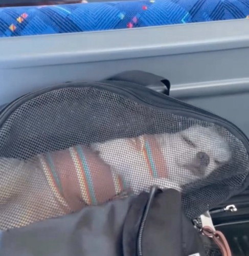 ぐっすり眠る犬
