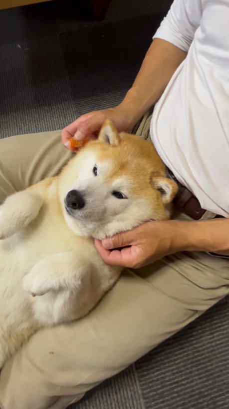 飼い主の足の間で静かにする犬