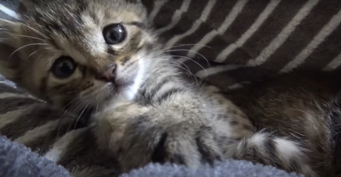 カメラに向けて手を伸ばす子猫