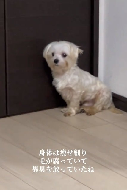 やせていたポッポくん