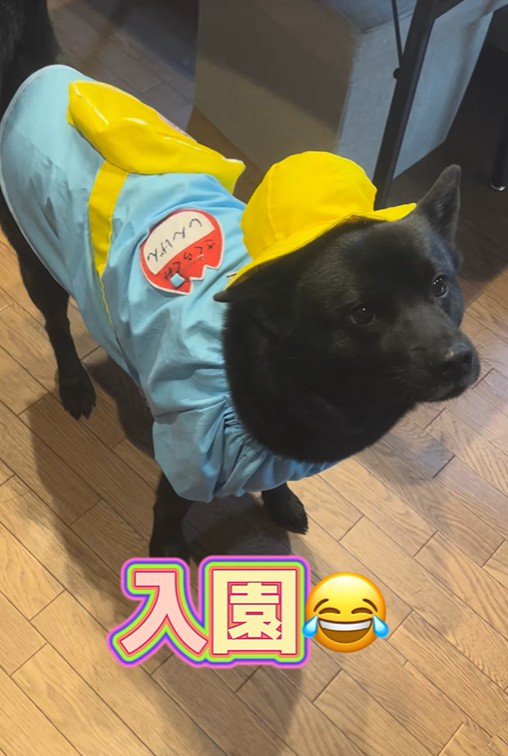 母作の衣装を着る信玄くん⑩