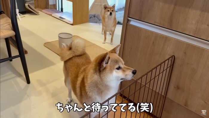 パパの前ではお利口さん♪