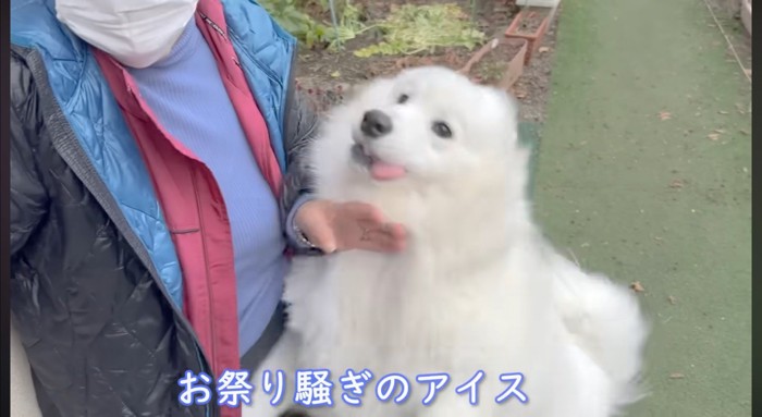 庭を走り回るサモエド