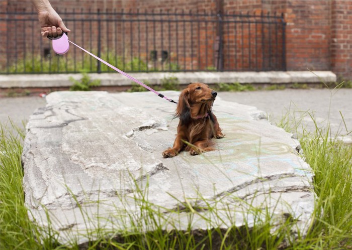 リードを引っ張って動かない犬