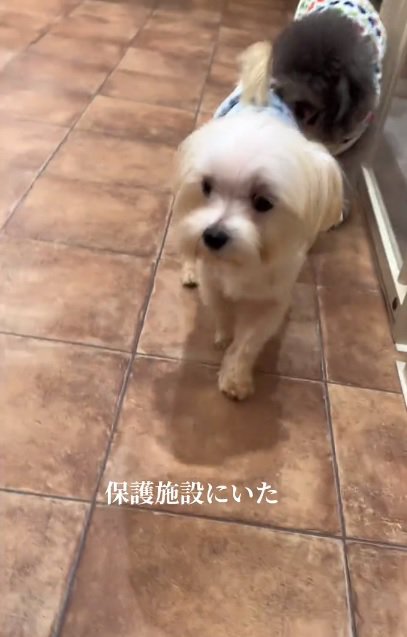 保護施設にいたポッポくん