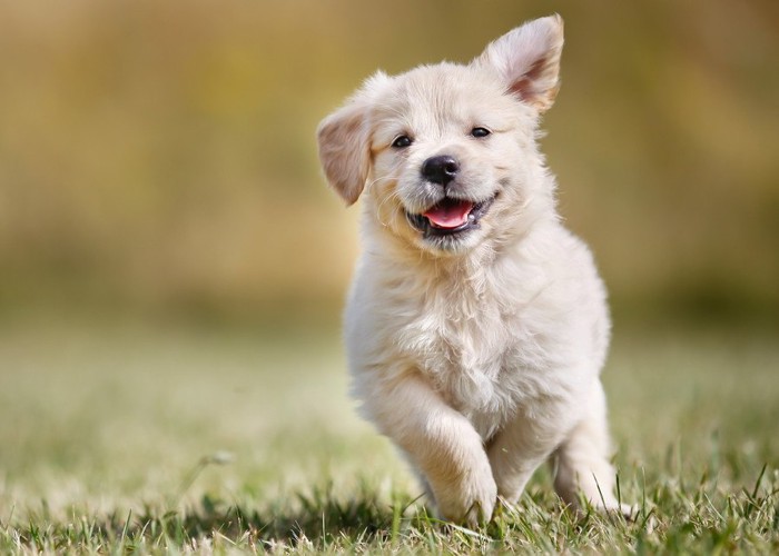 走って来るゴールデンの子犬