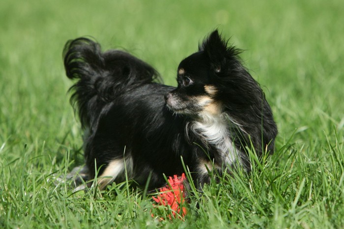おもちゃを見失う犬