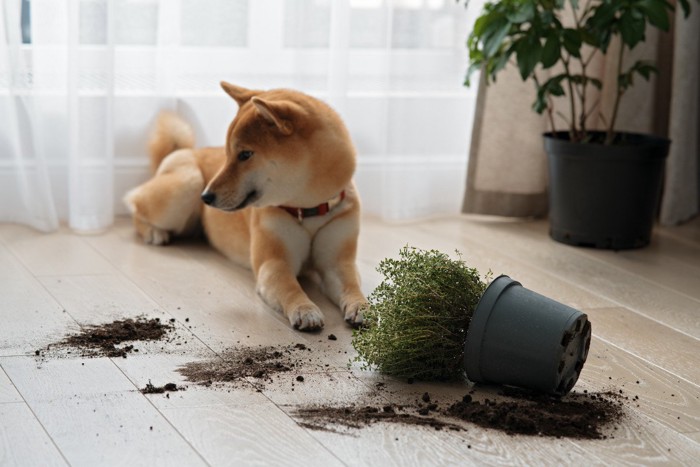 柴犬と観葉植物