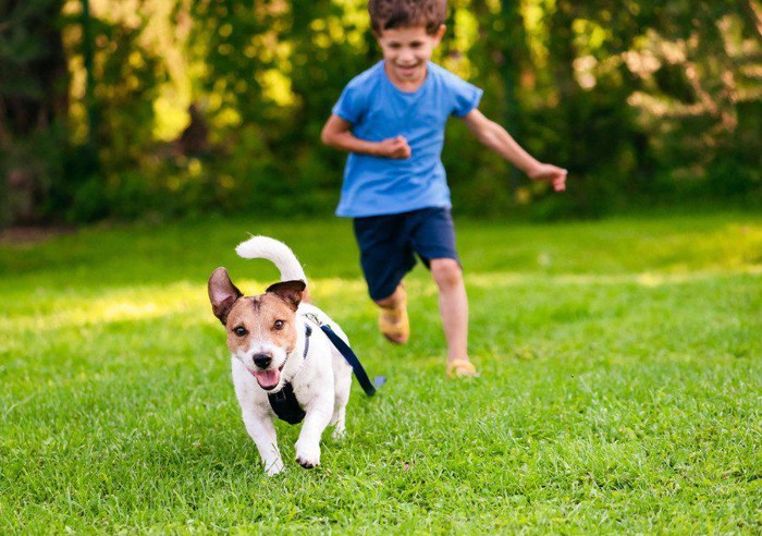 犬を追いかける男の子