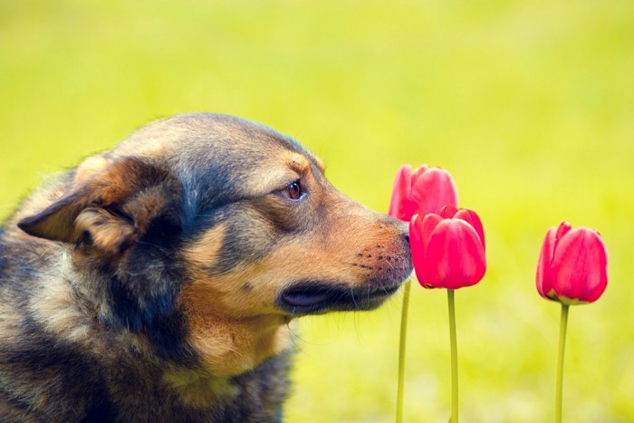 チューリップのにおいを嗅ぐ犬