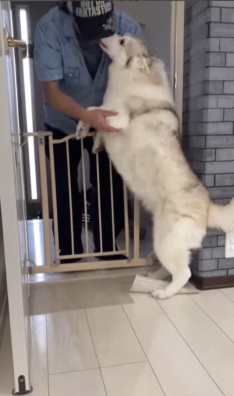 寧々ちゃん＆茶々ちゃんのお出迎え9