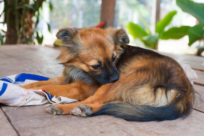 体を舐める犬