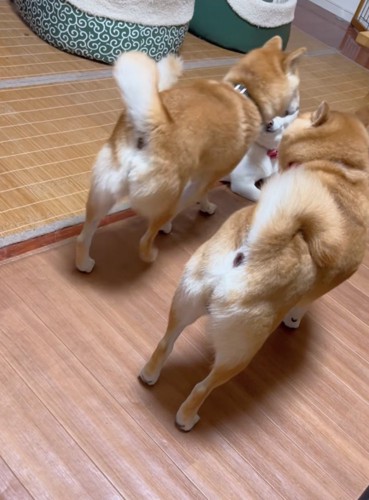 立ち去る柴犬