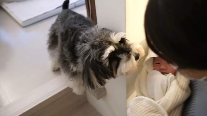 ジジちゃんがお出迎え