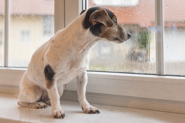 外を見る犬