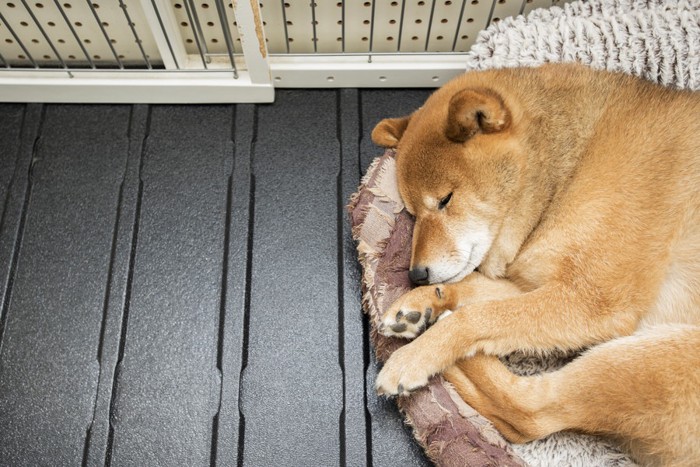 ケージの中で眠る柴犬