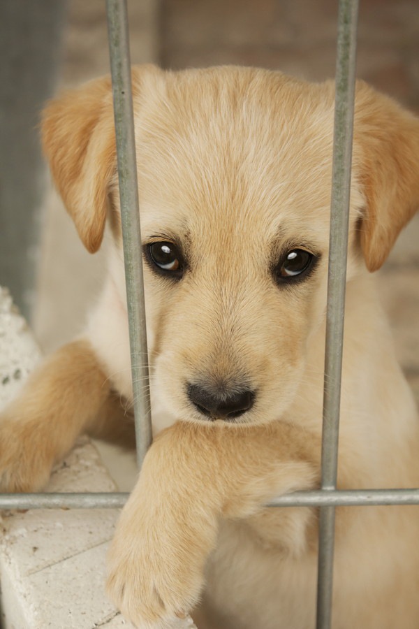 ケージに入った犬