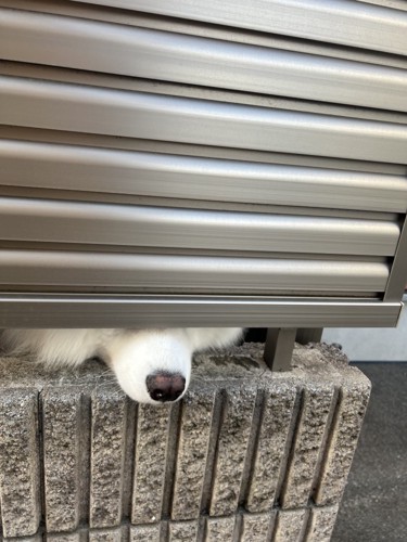 可愛すぎる