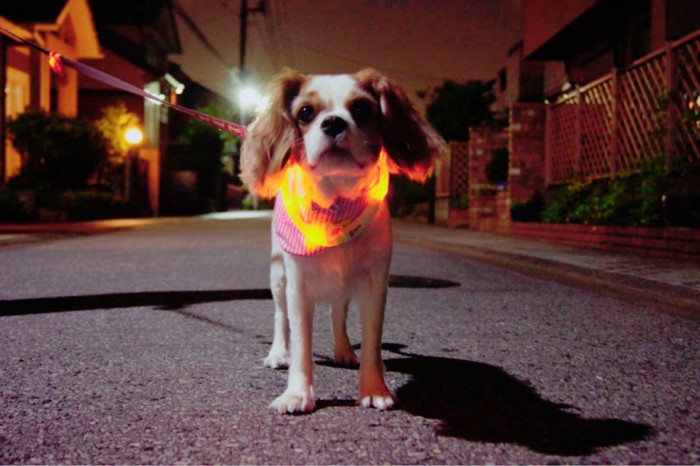 夜にお散歩しているキャバリア